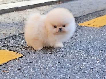 Pişiklər: Şpitz, 2 ay, Sənədli — 1