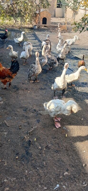 Şəkildə görülən 3 aylıq bala qazlar satılır 17 ədəd qiymət 20 azn