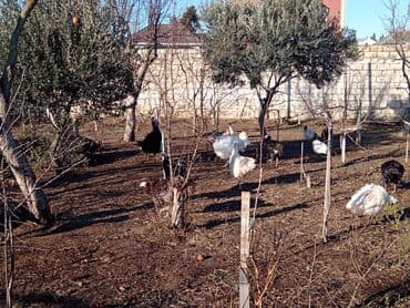 cin bildircin: Hinduşka sürüsü – qara və ağ rəngli fərdlər hinduşkalar satilir — 9