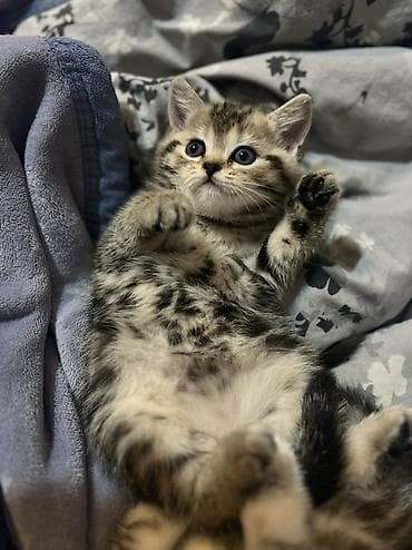 siçan telesi: Britan, Dişi, Yaxşı əllərə — 2