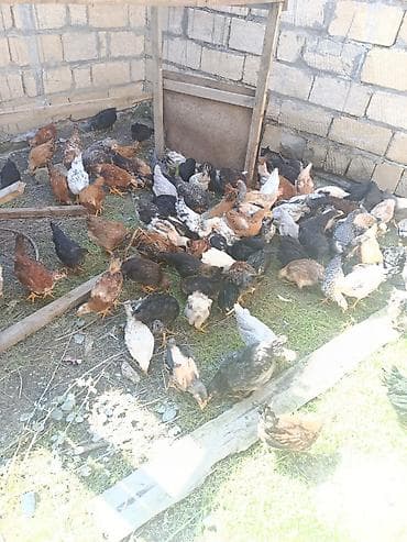 xoruz satişi: Toyuq cücələri, Ətlik — 2