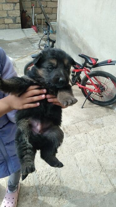 tuklu itlər: Alman çoban iti, 2 ay, Erkek, Peyvəndli, Ödənişli çatdırılma — 5