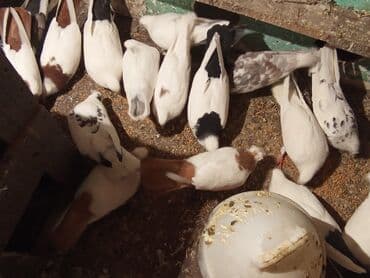 ucuz göyərçinlər: Qırmızı boyun qırmızı quyruq 2 eded ikisidə qızğın erkek,Sarı boyun — 10