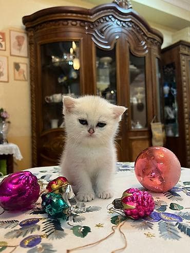 akvarium 120 cm: Britan yastı qulaq, Yaxşı əllərə — 9