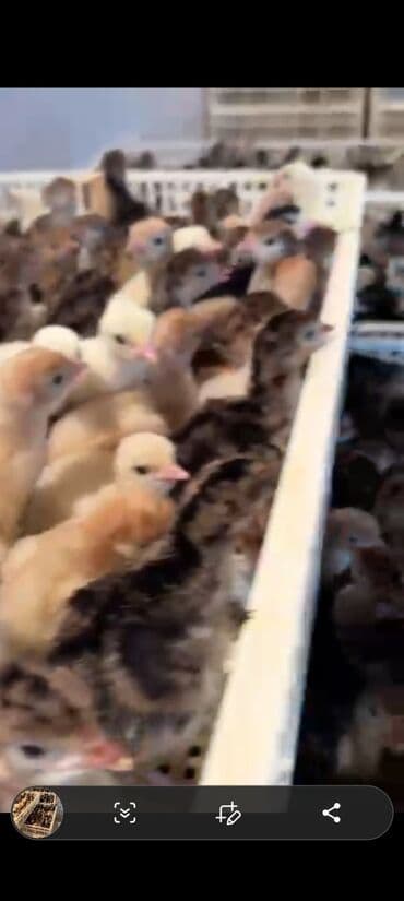 Птицы: Индюшата, Для разведения — 3