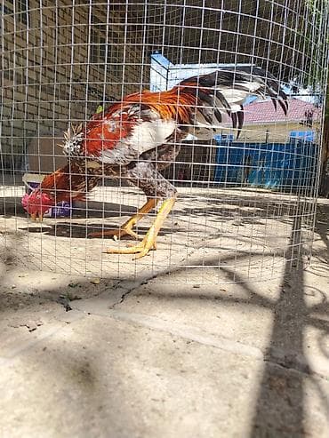 qızıl balıq akvarium: Saglam və yaxşı doyşür ✊ — 5