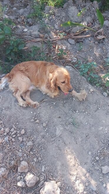 cocker: Koker spaniyel, 2 il, Erkek — 1