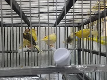 Hamısı mayadı hamısı bala veren iri quşlardı terqidirem Məhsul lalafo.az -da Hamısı mayadı hamısı bala veren iri quşlardı terqidirem Məhsul