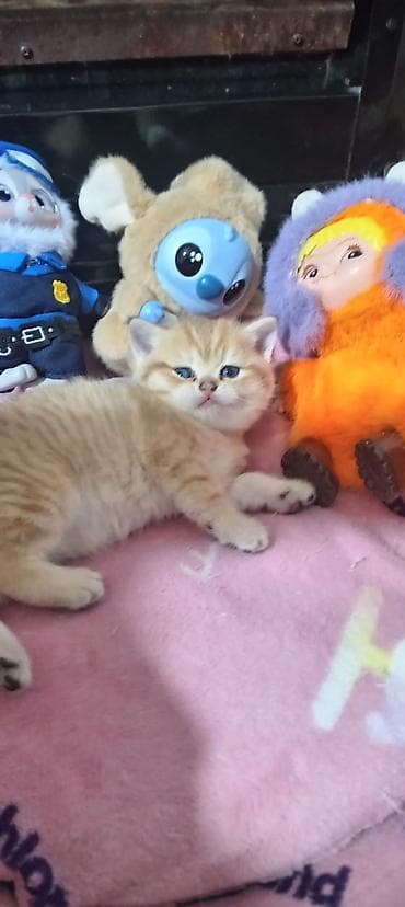 pisik sekileri: Britan, Yaxşı əllərə — 2