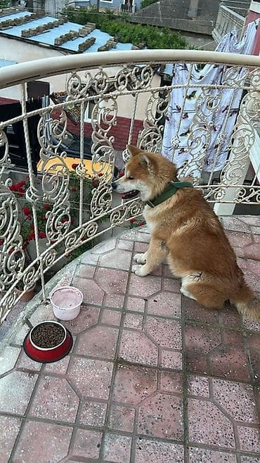 pidbul iti: Akita-inu, 4 ay, Erkek, Ünvandan götürmə — 2