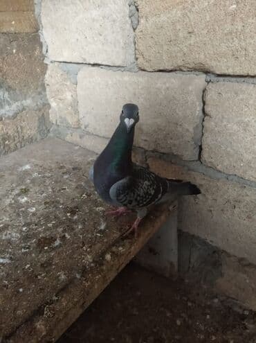 Другие животные: Erkekdir — 3