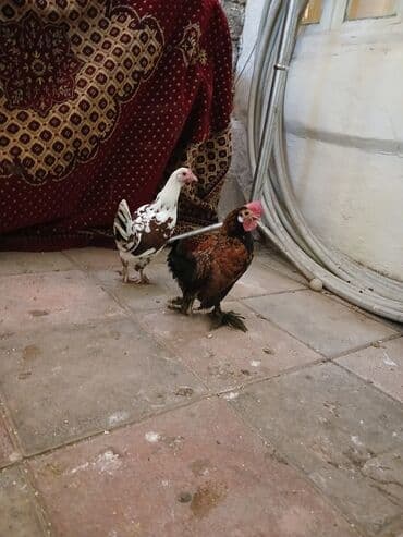 животные в добрые руки: Salamm SATILIR CÜTDÜLƏR REAL ALICIYA ENDİRİM OLUNUACAQ TAMMM — 1