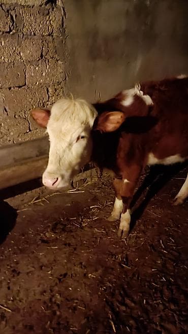 Qara‑ağ başlı, qırmızı-bənövşəyi bədənli dana. - Cins tipajı