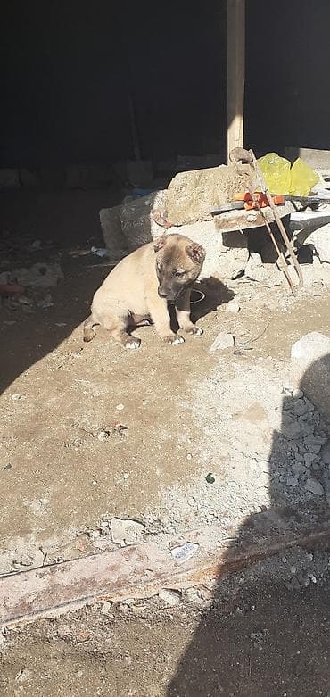 it adlari disi: Kanqal, 1 ay, Erkek — 8