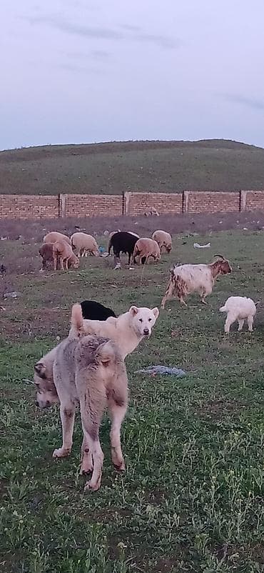 sivas kangal kanqal iti: Qurdbasar, 6 ay, Dişi, Peyvəndli, Ödənişli çatdırılma — 8