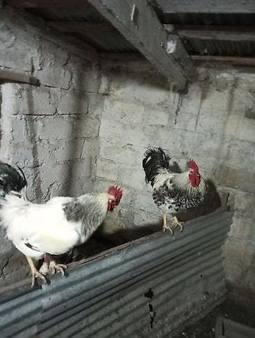 sumatra xoruz: Xoruz, il: 1, Ünvandan götürmə — 2