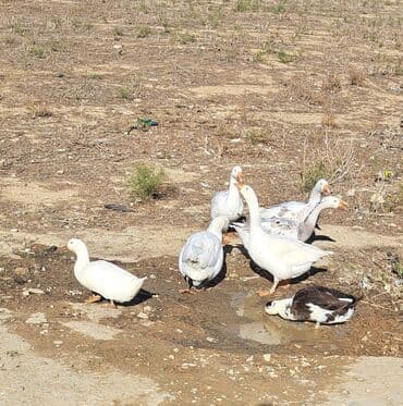 рынок животных в баку: 5 ədəd qaz var 2 erkək 3 fərə 1 ədədi 35 Azn itəyən olsa əlaqə saxlaya — 2