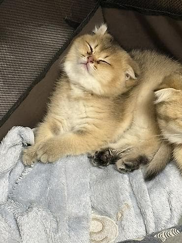 angora pişik: Britan, Erkək, Dişi, Ünvandan götürmə — 6