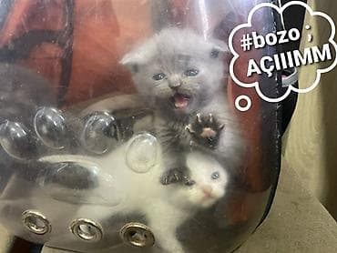 pişik tualet: Yaxşı əllərə — 4