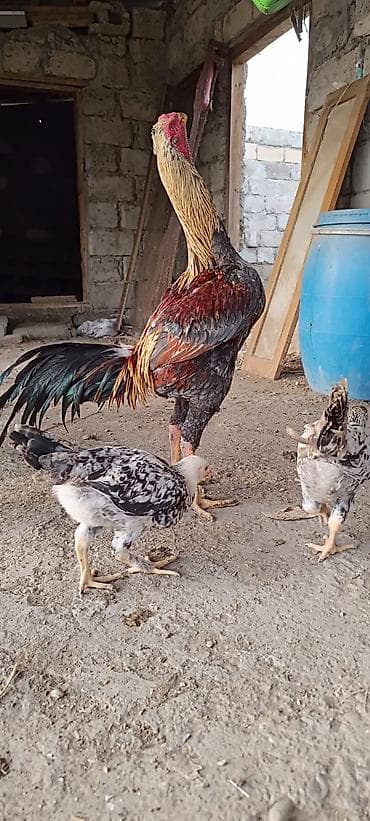 erkəy danalar: Toyuq cücələri, Damazlıq — 10