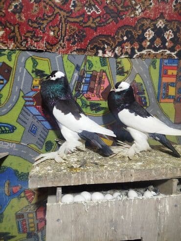 goyercinle: Salam.diqqətlə oxu sonra yaz.hübkariler biri 20 və 30 azn.şişmanlar — 5