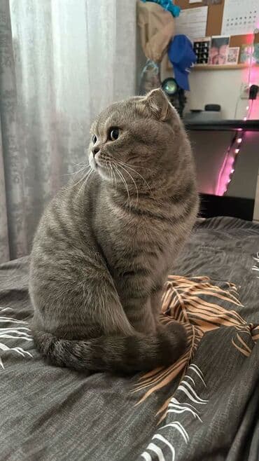 Şotland yastı qulaq, Yaxşı əllərə lalafo.az -da Şotland yastı qulaq, Yaxşı əllərə