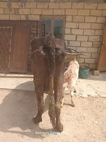 dana inək: Sütlü inək və buzov paketi - Qara rəngli inək, yanında yeni doğulmuş — 4