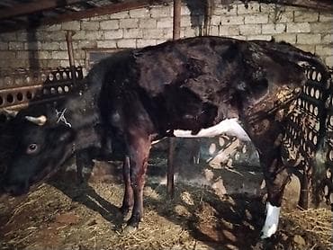 Гуси: Satışda: Qaramal heyvanları (inək və dana) Xüsusiyyətlər: - — 3