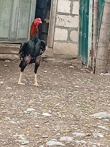 avstralop xoruz: Cins xoruz – uzunboy, güclü skeletli, möhkəm ayaqlı. - Rəng — 5