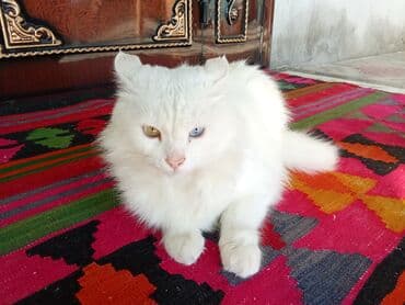 pişikler ucuz: Məhsul: Heteroxromiyalı ağ pişik Təsvir: - Tamamilə ağ tüklü, yumşaq — 4