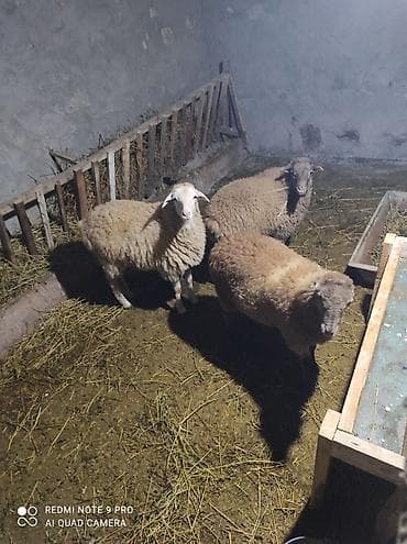 mal satisi: Məhsul: Qoyun sürüsü (3 baş) Təsvir: - Şəkillərdə görüldüyü kimi 3 — 3