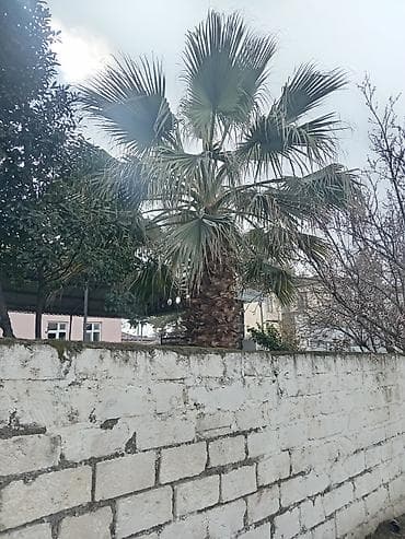 Gübrələr: Satılır: dekorativ Vasinqton palması (fan tipli yarpaqlar) - — 3