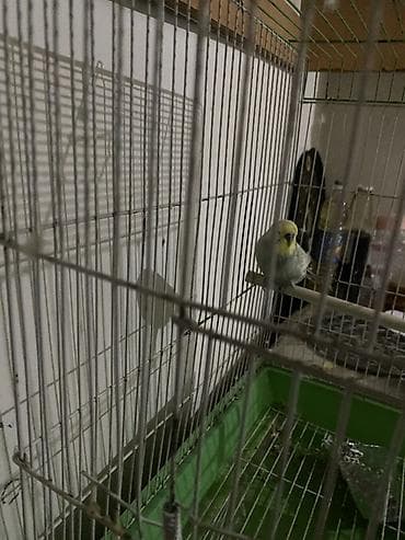 Dalmatin rəngli dalğalı tutuquşu (büdcəri) və qəfəsi - Növ: dalğalı