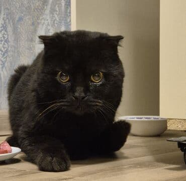 Şotland yastı qulaq, Erkək, Yaxşı əllərə, Ünvandan götürmə