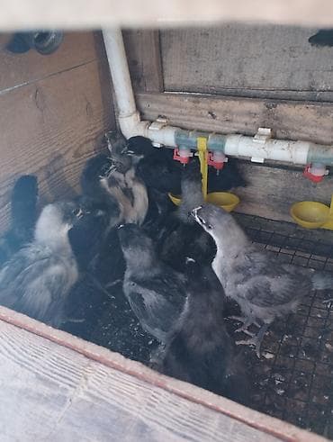 Toyuq cücələri, Damazlıq, Ünvandan götürmə