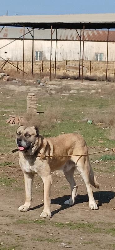 Balıqlar: Kanqal, 4 il, Erkek — 2