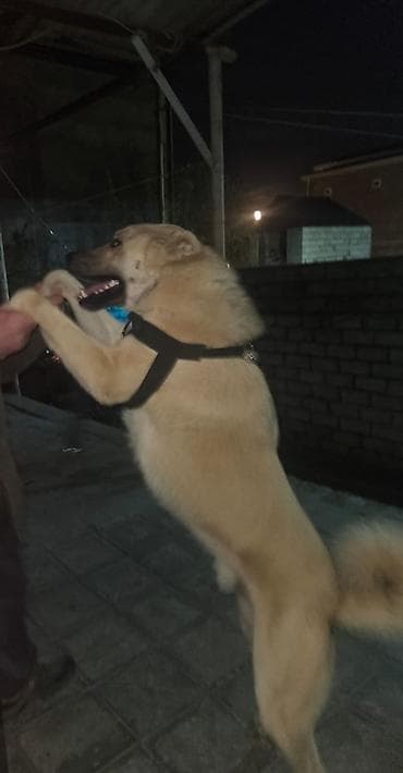 doq it: İt üçün döşəmə/qaşaq (harness) - Model: Y-uclu sinə qayışı - Rəng — 1