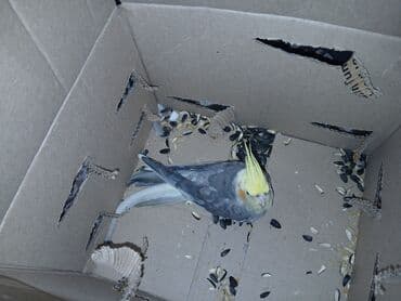 sultan qusu: Nimfa (Cockatiel) tutuquşu - Növ: Nimfa (Nymphicus hollandicus) - — 1