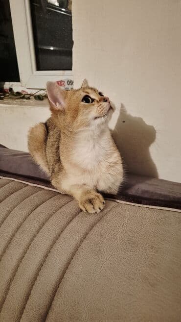 pişik etibarlı əllərə verilir: Qızıl şinşilla, Erkək, Cütləşmə üçün — 4