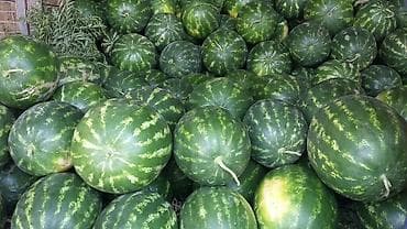 boy aynasi: Məhsul: ALIZE F1 hibrit qarpız toxumu və məhsulu Xüsusiyyətlər: - — 5