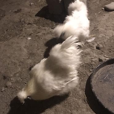 yapon toyuqu: Toyuq, Damazlıq — 3