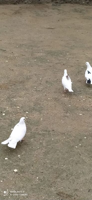 Quşdar kom 45 manat tək tək 15 manat quşdar tam sağlam dılar lalafo.az -da Quşdar kom 45 manat tək tək 15 manat quşdar tam sağlam dılar