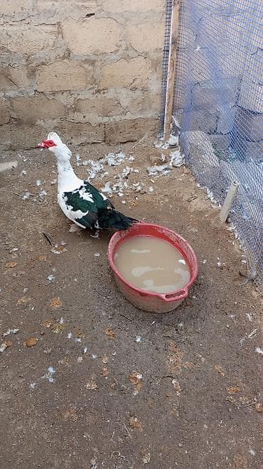 su qabi satisi: Erkək, | Lal ördək, Damazlıq — 4