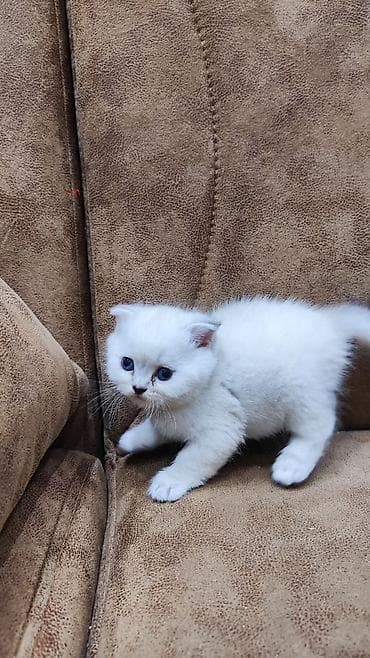 Quşlar: Şotland — 3