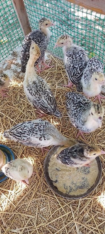 Hüdüşka cücələri satılır.
40 günlük 15 AZN
15 günlük 10 AZN