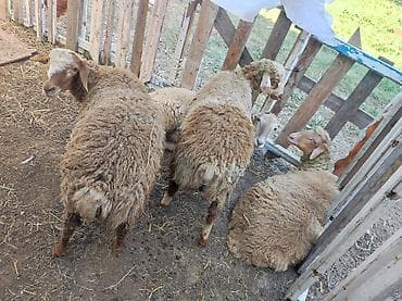 6-7 aylıq arpa ilə bəslənən erkək quzulardı. Diri çəki ilə verilir lalafo.az -da 6-7 aylıq arpa ilə bəslənən erkək quzulardı. Diri çəki ilə verilir