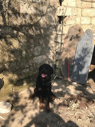 xasqi itlər: Rotveyler, 2 il, Dişi, Ünvandan götürmə — 2