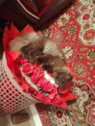 K/t heyvanları və malları: Şotland, Erkək, Yaxşı əllərə, Ödənişli çatdırılma — 1