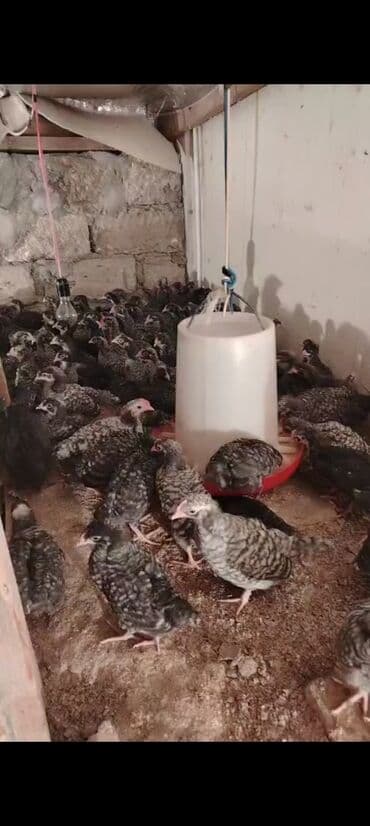 serebrist cucə satışı: Ətlik — 1