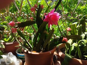 sirqa gulu haqqinda: Эпифулум и ледебурия — 1